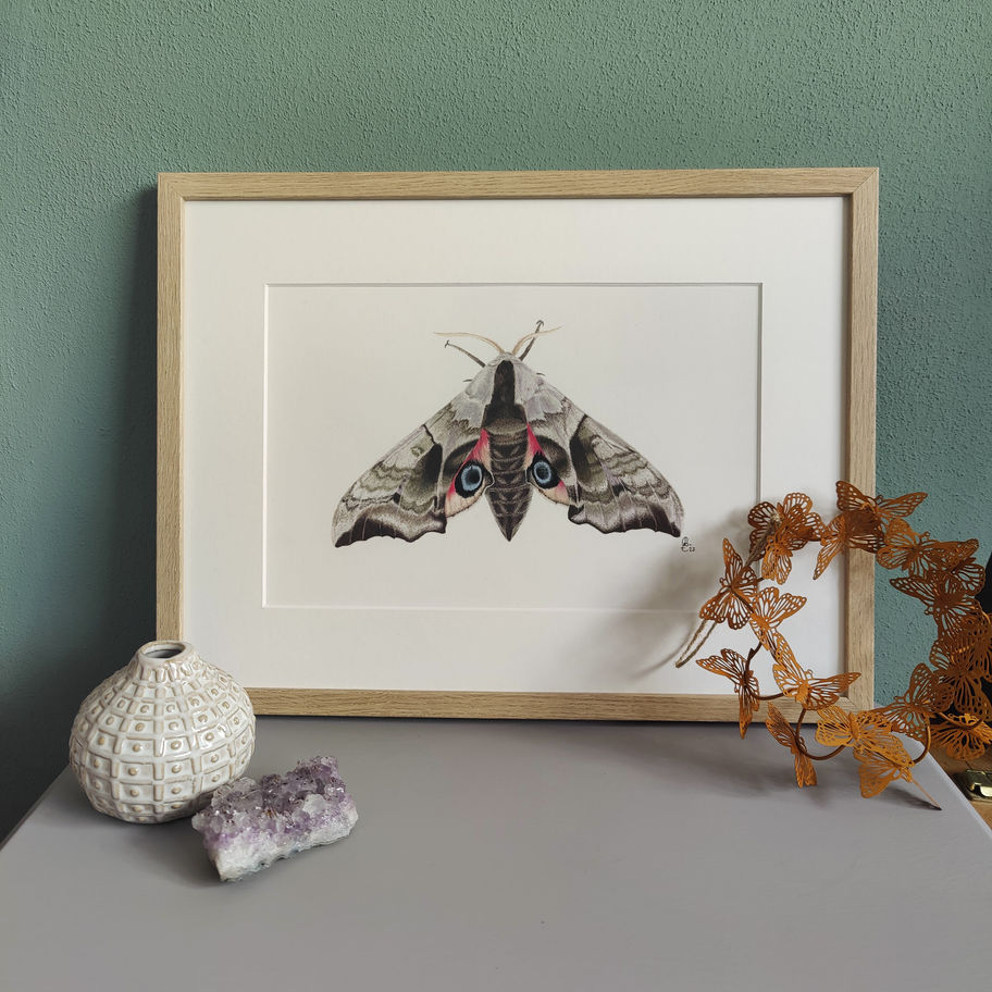 Pauwoogpijlstaart getekend door Rebecca Engels