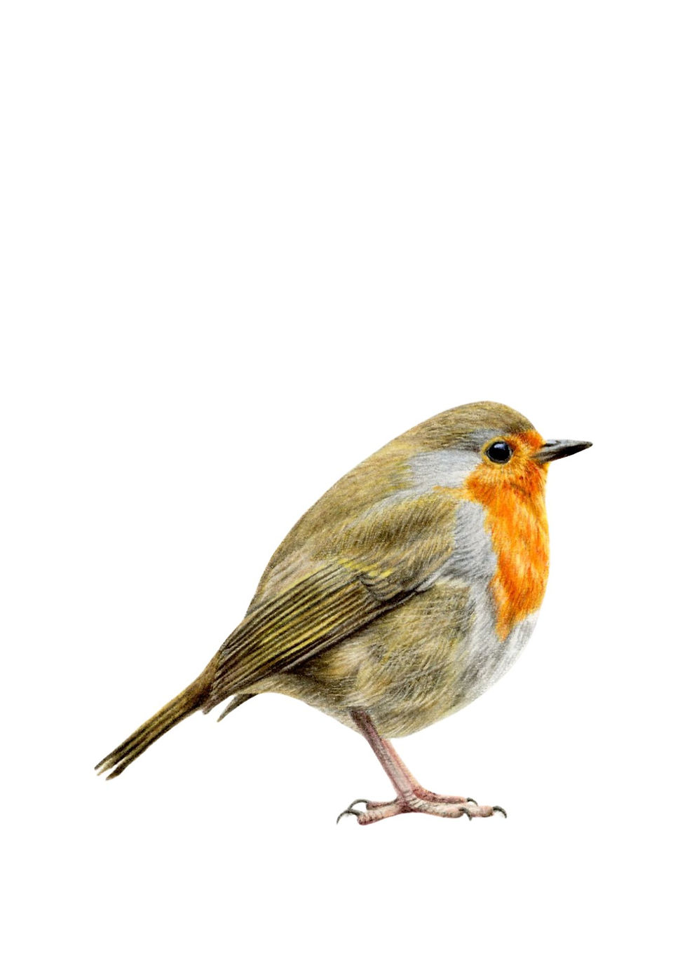 Roodborst getekend met kleurpotloden