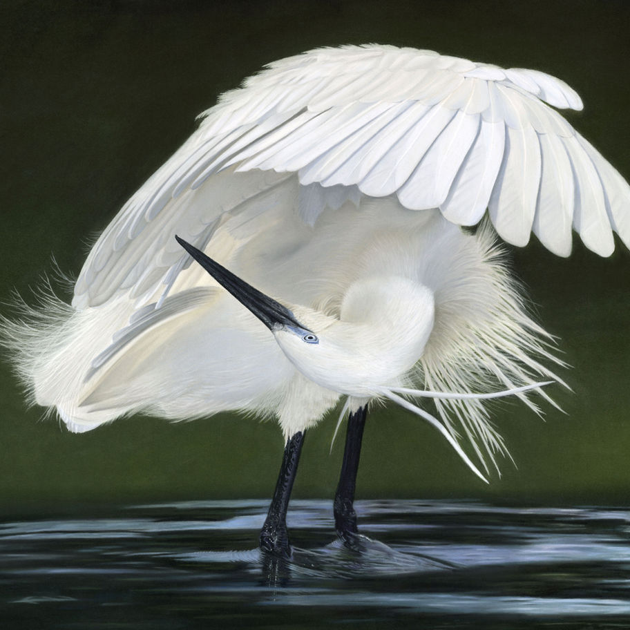 Originele tekening van kleine zilverreiger door Rebecca Engels