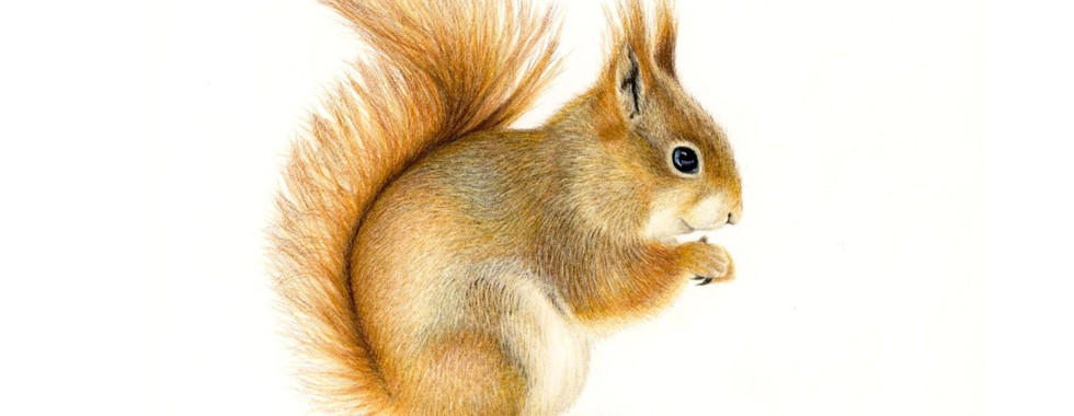 Gedetailleerde natuurtekening van een eekhoorn door Rebecca Engels