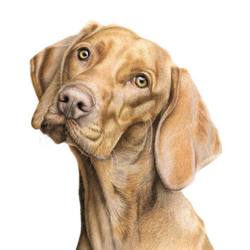 Hond, Vizsla getekend met kleurpotlood