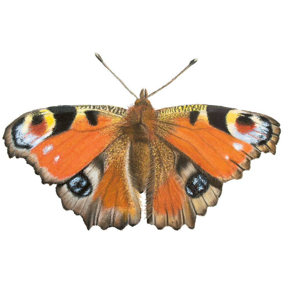 Giclee print van dagpauwoog getekend door Rebecca Engels