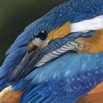 Ijsvogel getekend met pastel