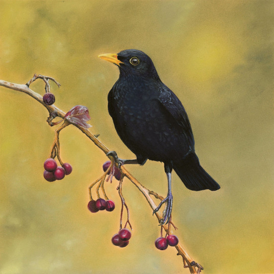 Merel kunstprint