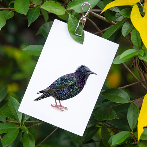 Spreeuw tekenen met kleurpotlood: ontdek de kleuren in het zwart