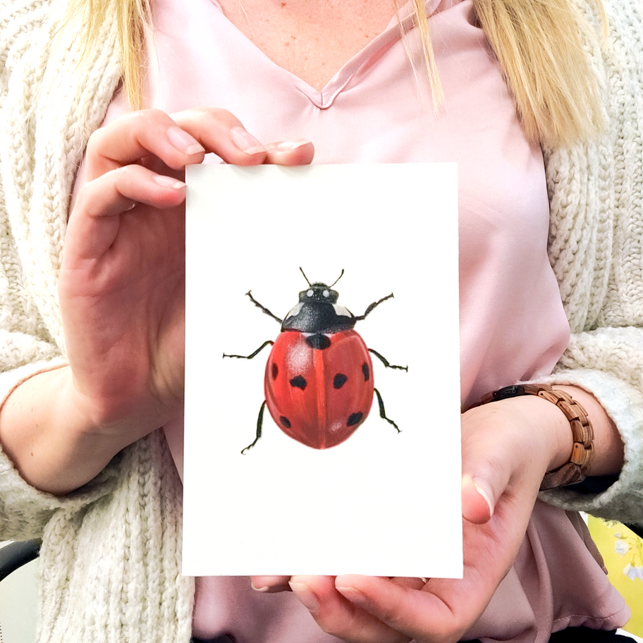 Lieveheersbeestje getekend door Rebecca Engels