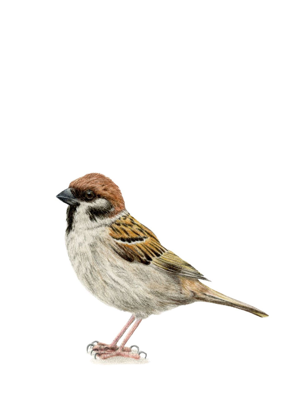 Ringmus getekend door Rebecca Engels