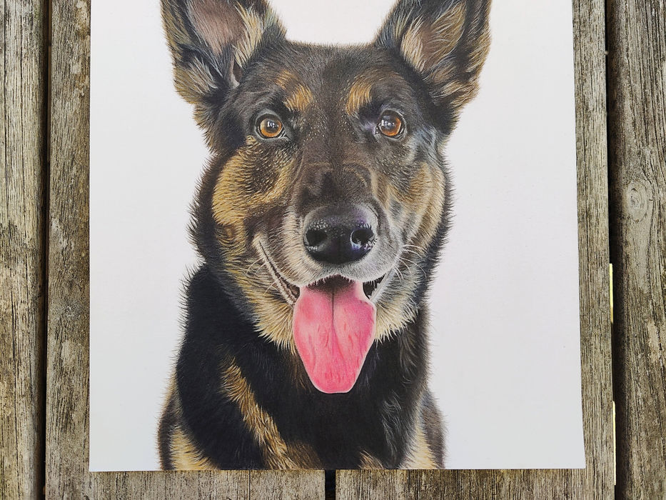 Duitse herder getekend in opdracht met kleurpotlood