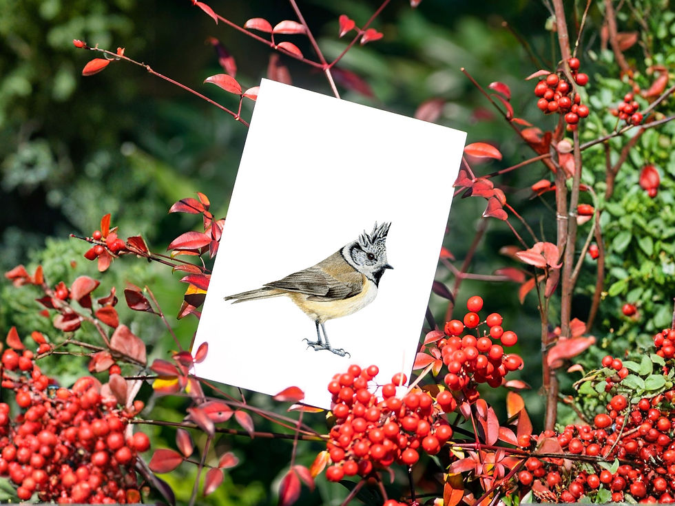 Anischtkaart kuifmees