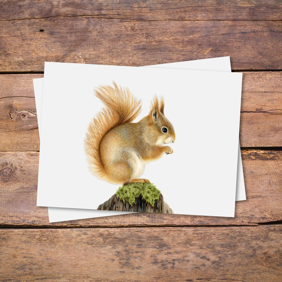 Ansichtkaart eekhoorn