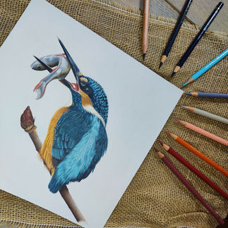 Natuurtekening van ijsvogel door Rebecca Engels