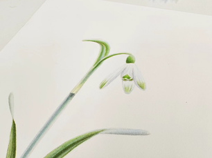 Botanisch tekenen: hoe begin je?