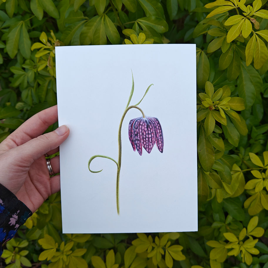 Kleurpotlood tekening van een kievitsbloem