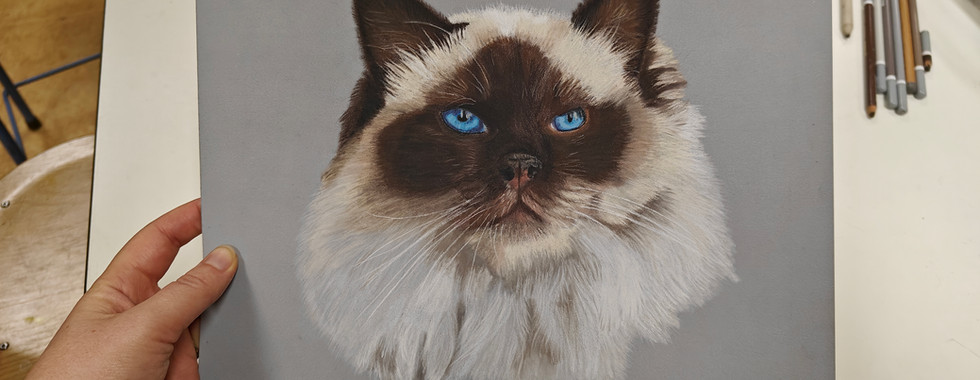 Kat getekend door cursist