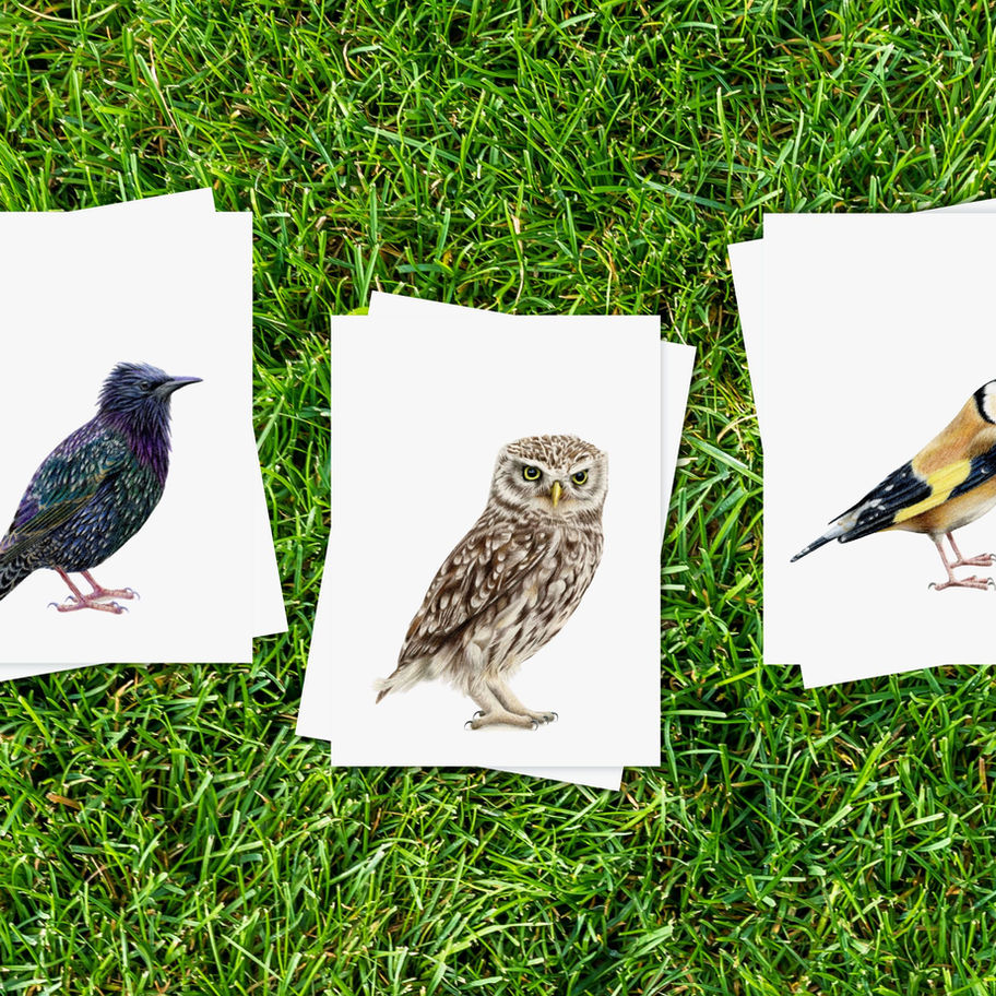 Ansichtkaarten met vogel tekeningen