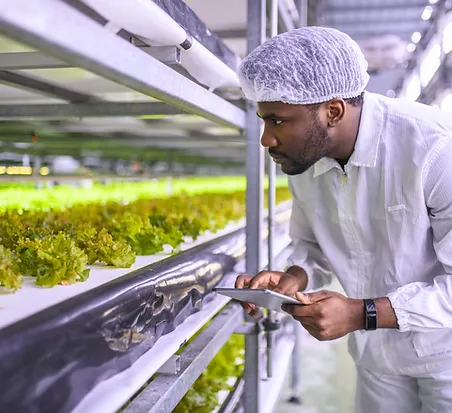 Checking Lettuce Growth.webp