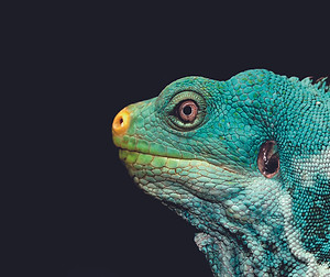lizard-8787888_1280.jpg