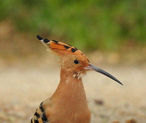 bird-4542838_1280.jpg