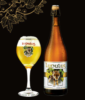 Lupulus