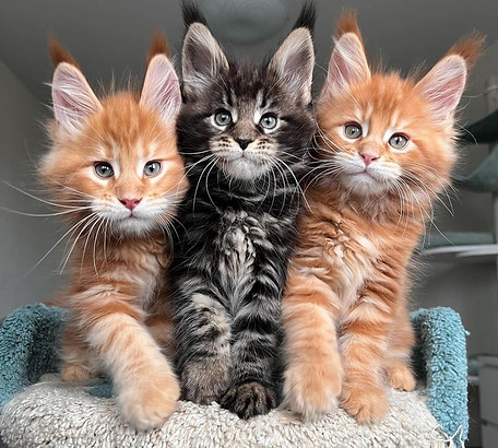 Friendly Maine Coon kittens