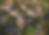 ROYAL RUSTICA Edited (1).png