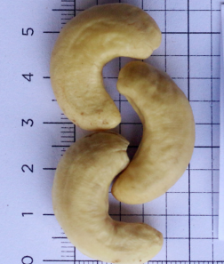 euro-alimento-W1-204.png