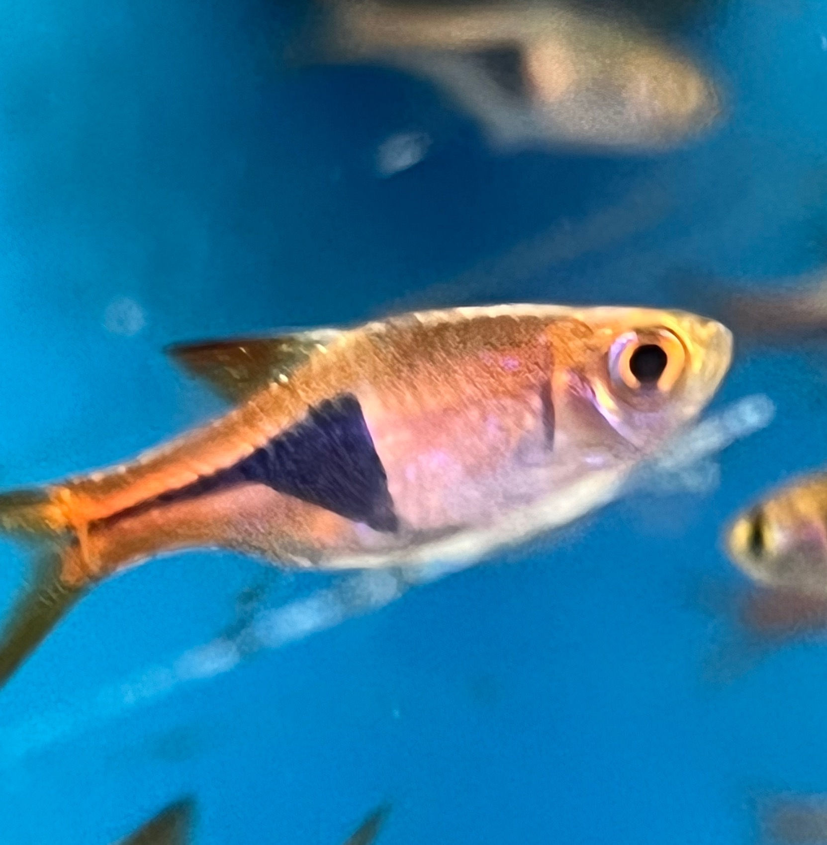 Rasbora