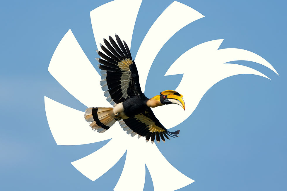 Great hornbill flying over a white Oktra logo background, highlighting the brand’s mascot for Kerala spices export company.