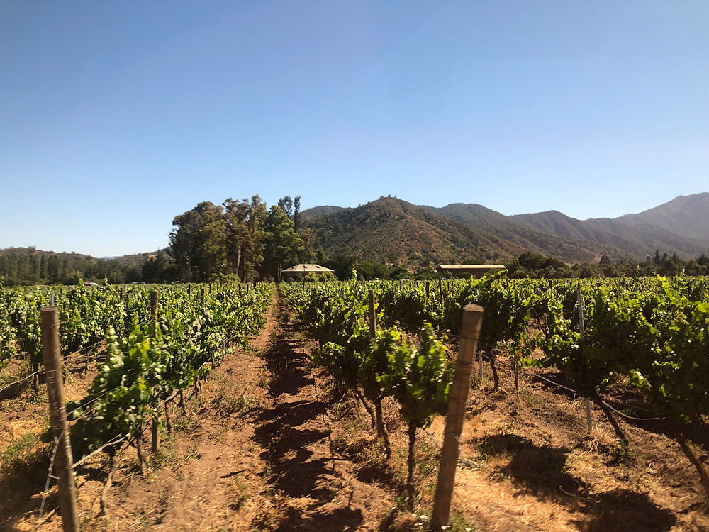 Vinícola Emiliana
