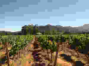 Vinícola Emiliana
