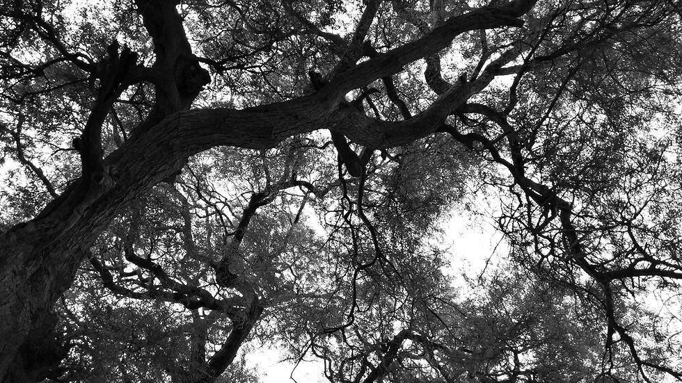 pexels-ankit-rainloure-11507642_edited.jpg