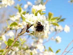 About Regenerative Farming at Ruxstons