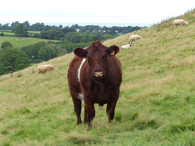 grass fed shorthorn heifer