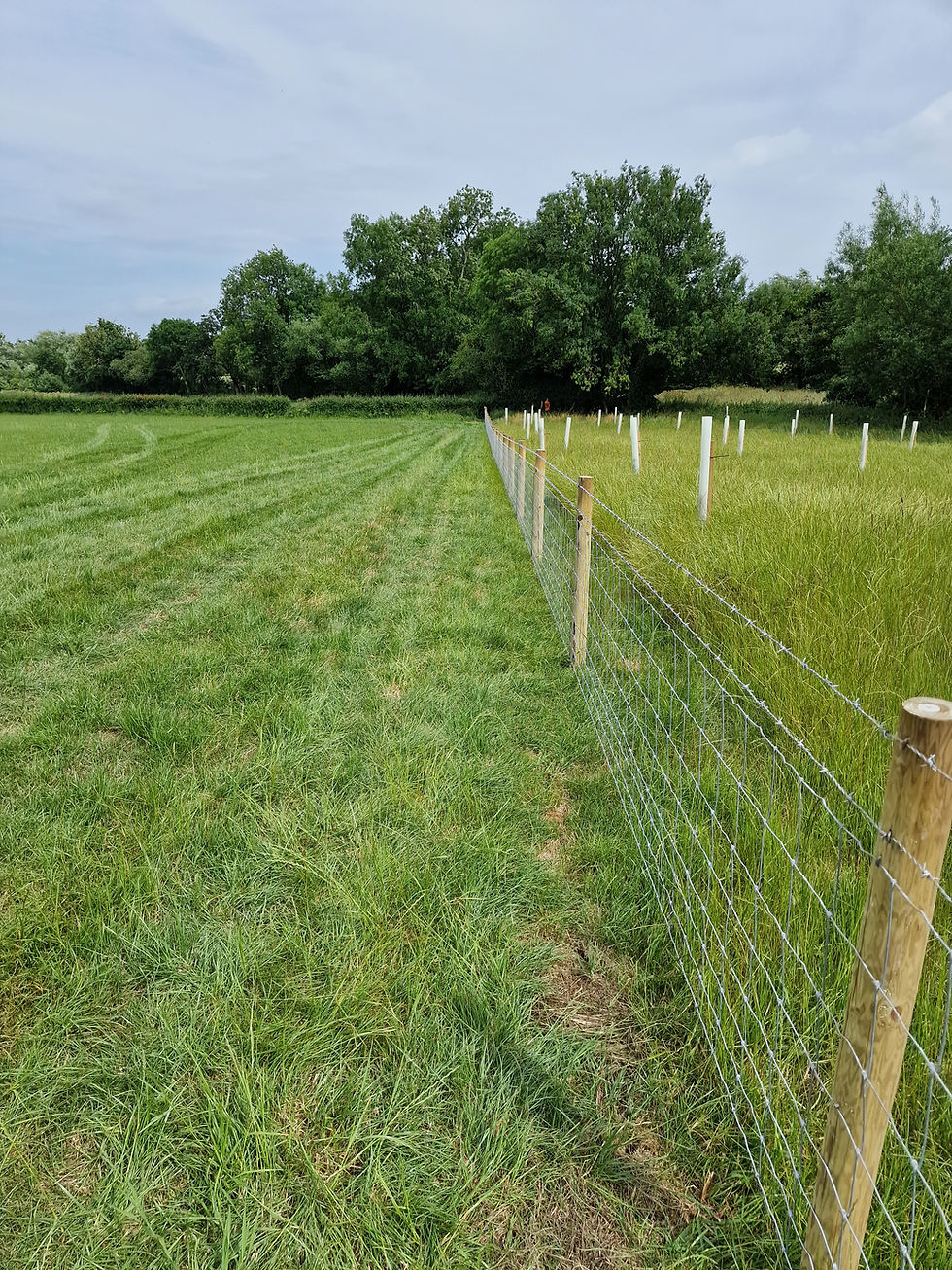 High-tensile stock fencing with barbed strands running across Dorset pasture