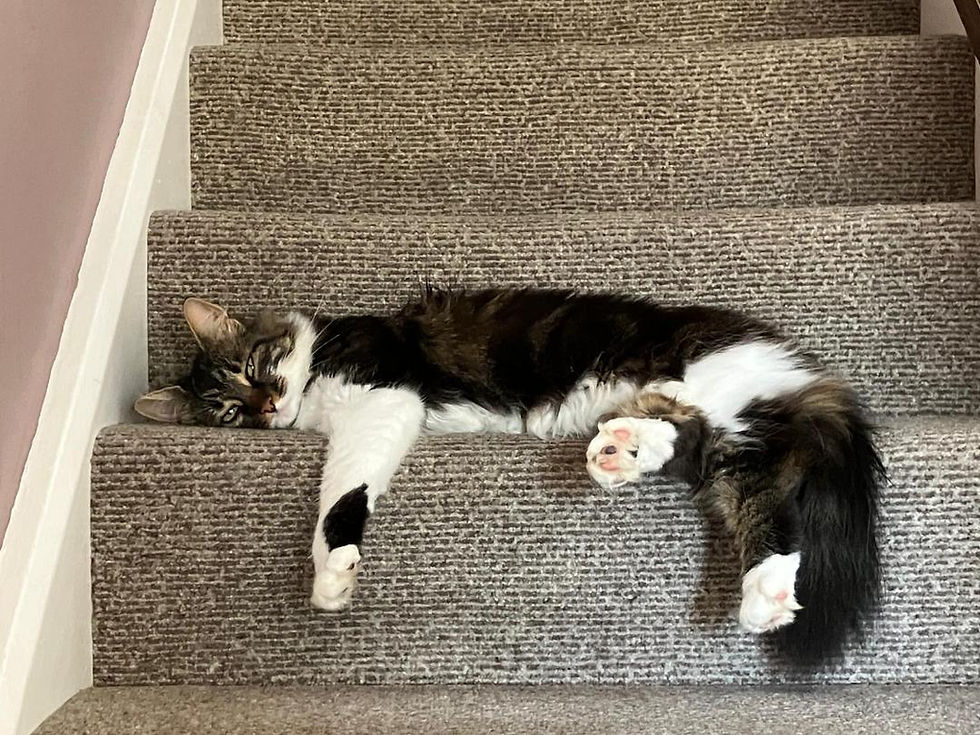 Donna Burden's Cat 