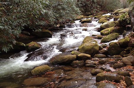 migART121111scottishtenn (194).JPG