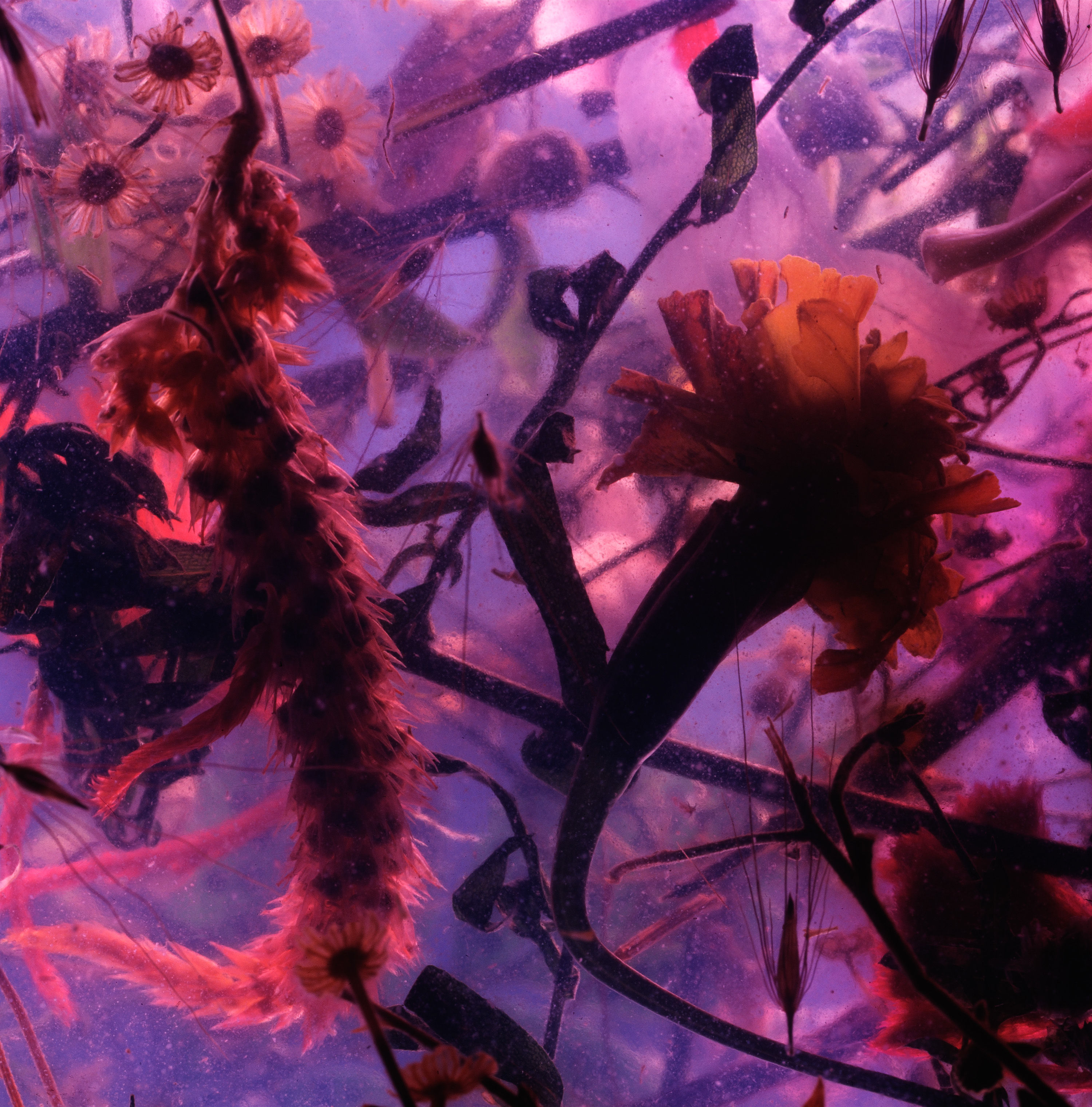 Still Life (Marigold)