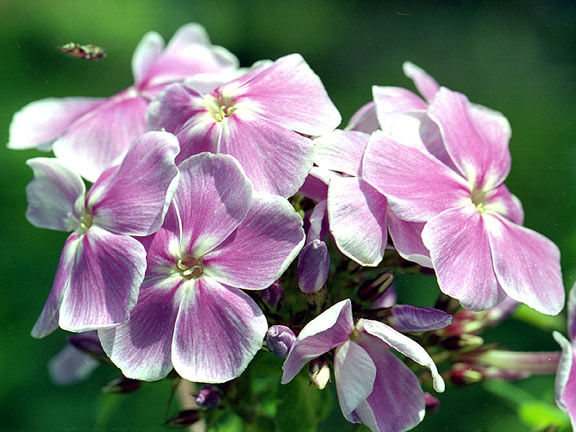 Mountain Pinks Mixed
