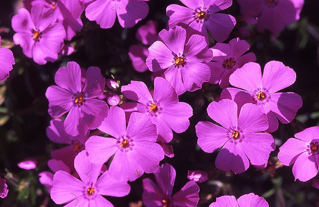 Mountain Pinks Detail