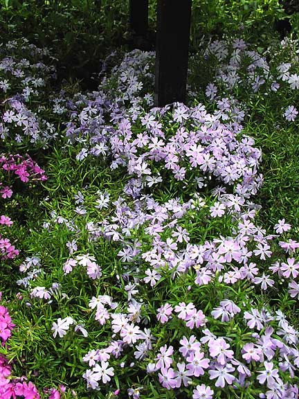 Mountain Pinks Mixed