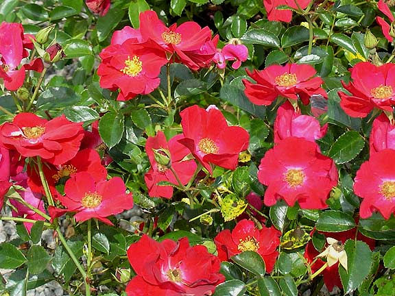 "Flower Carpet Red"