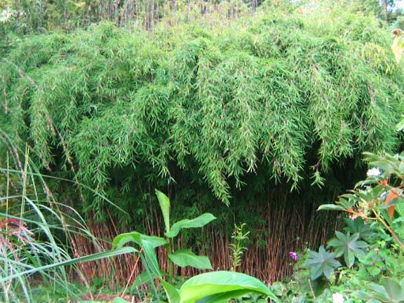 Fargesianitida Denudata