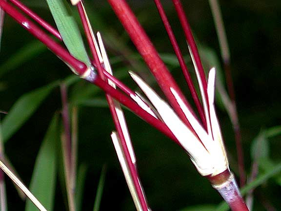 Fargesianitida Juizhaigou