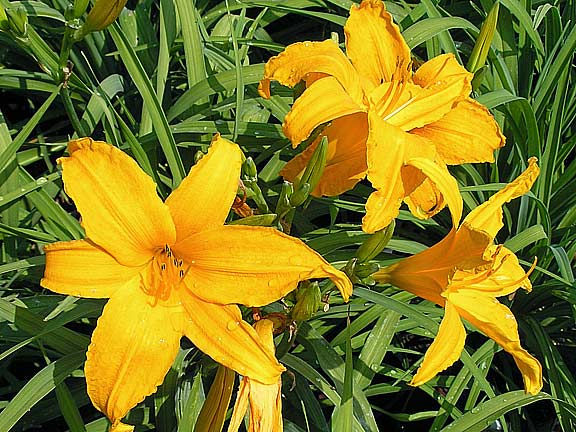 Daylily