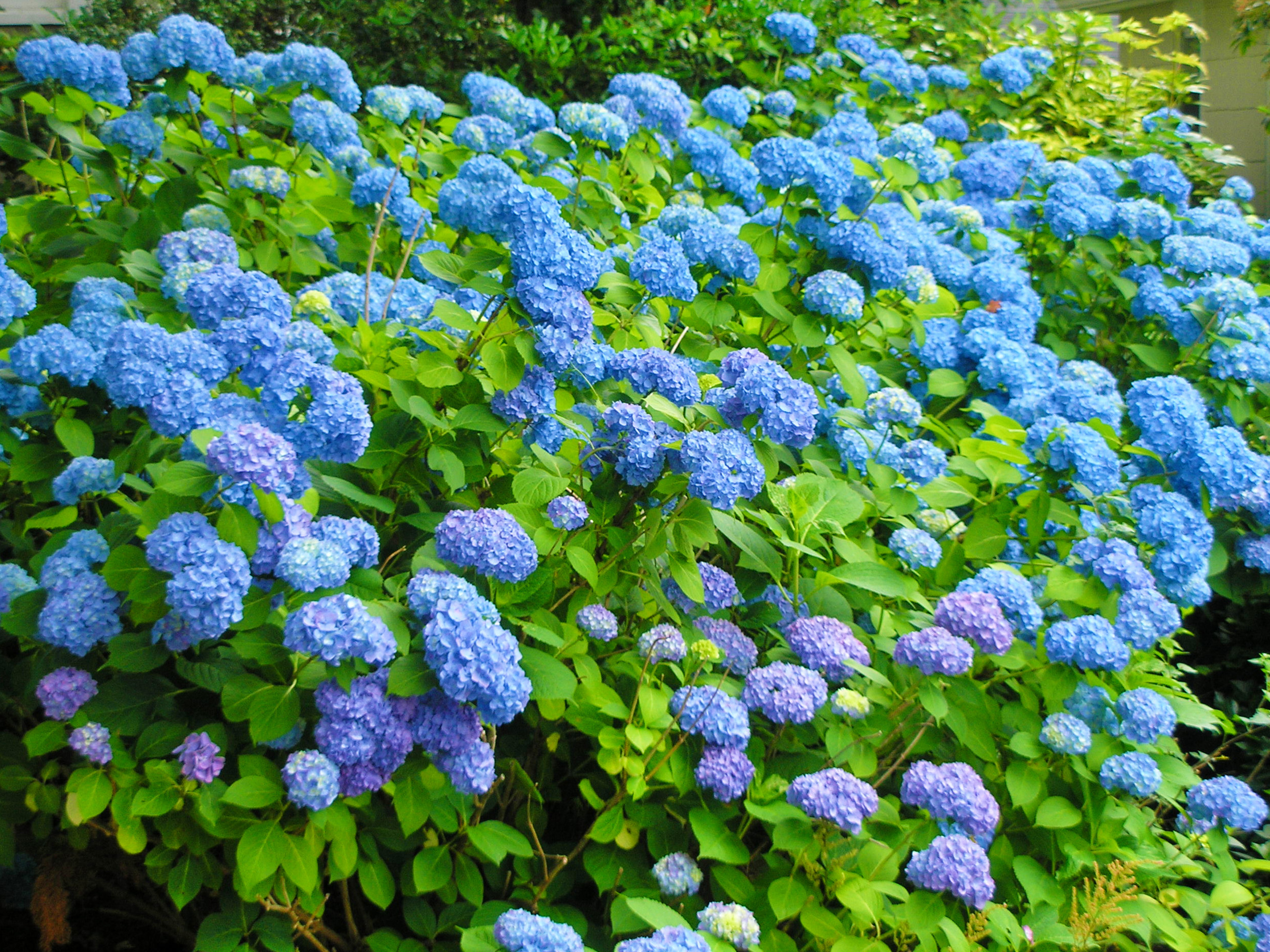 Camberly Gardens Landscape Services Bergen County, New Jersey