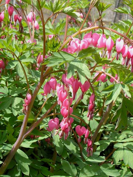 Dicentra Spectabilis