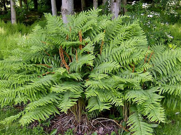 Osmunda Cinnamonea