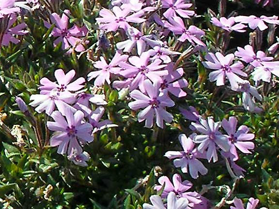 Creeping Phlox Pink