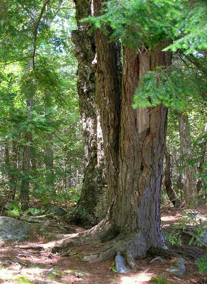 Mature Hemlock