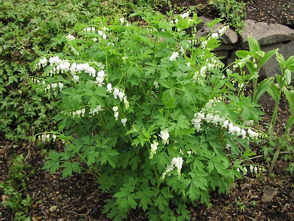 Dicentra Alba